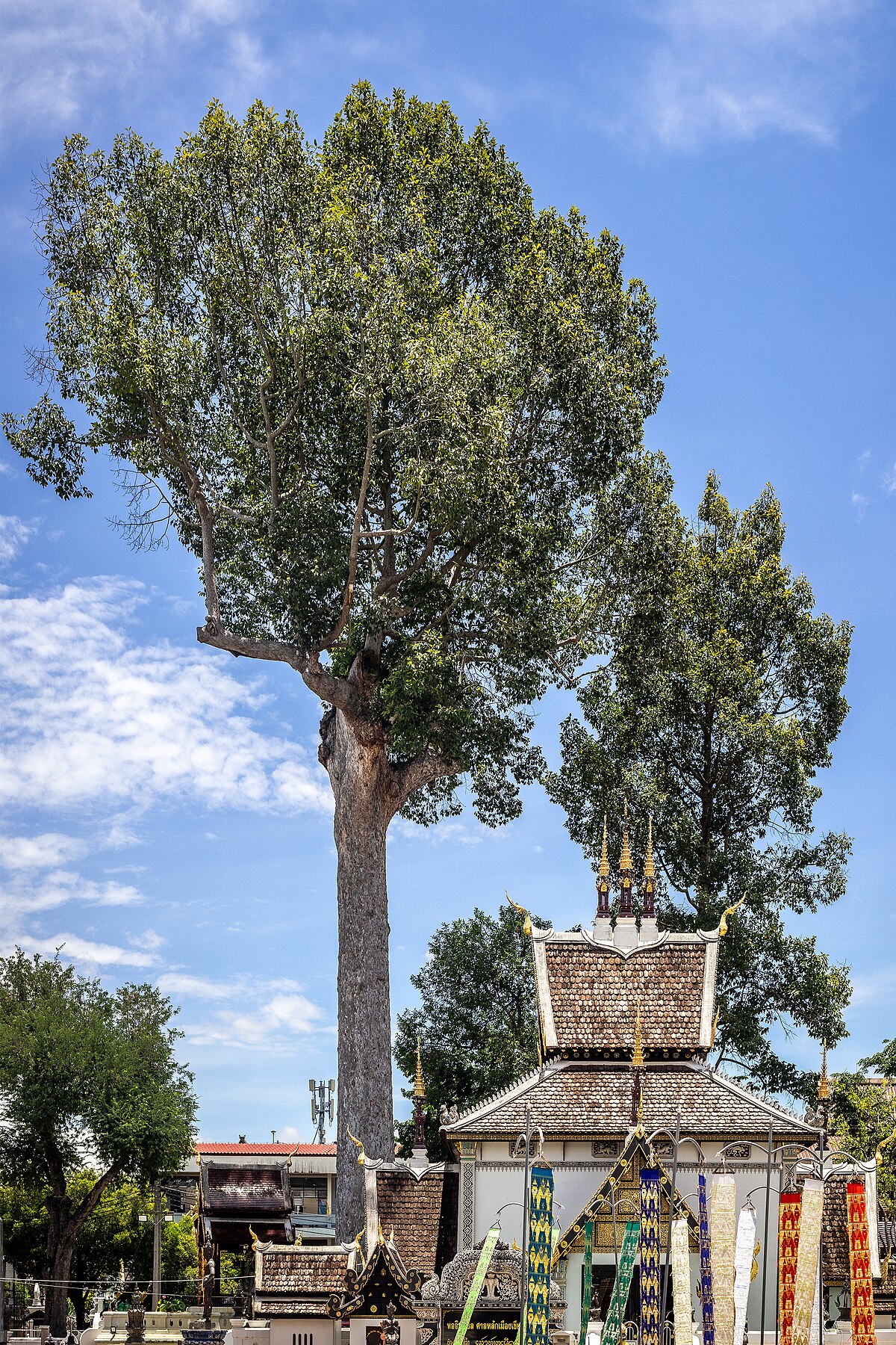 Dipterocarpus alatus