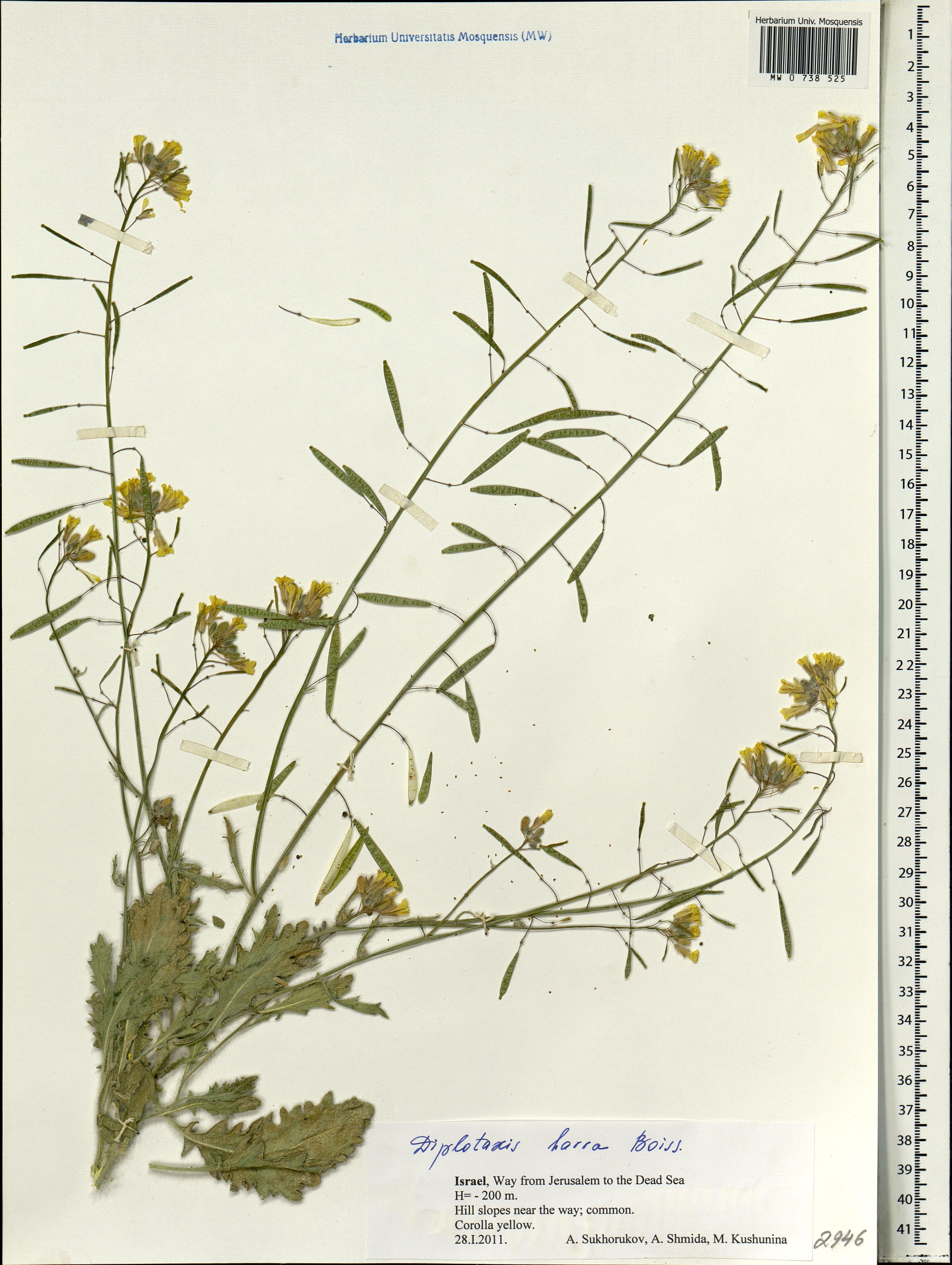 Diplotaxis harra