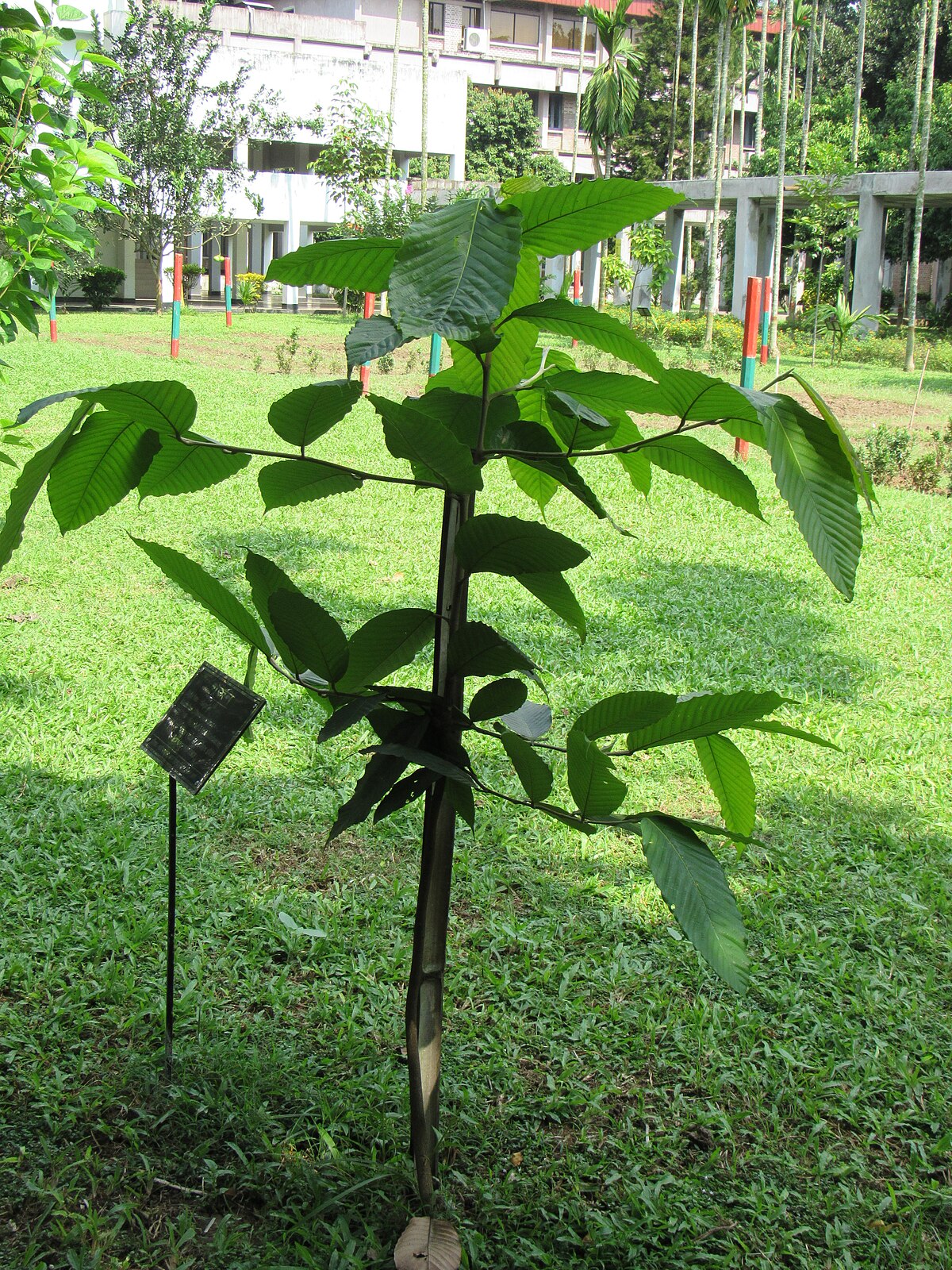 Dipterocarpus turbinatus