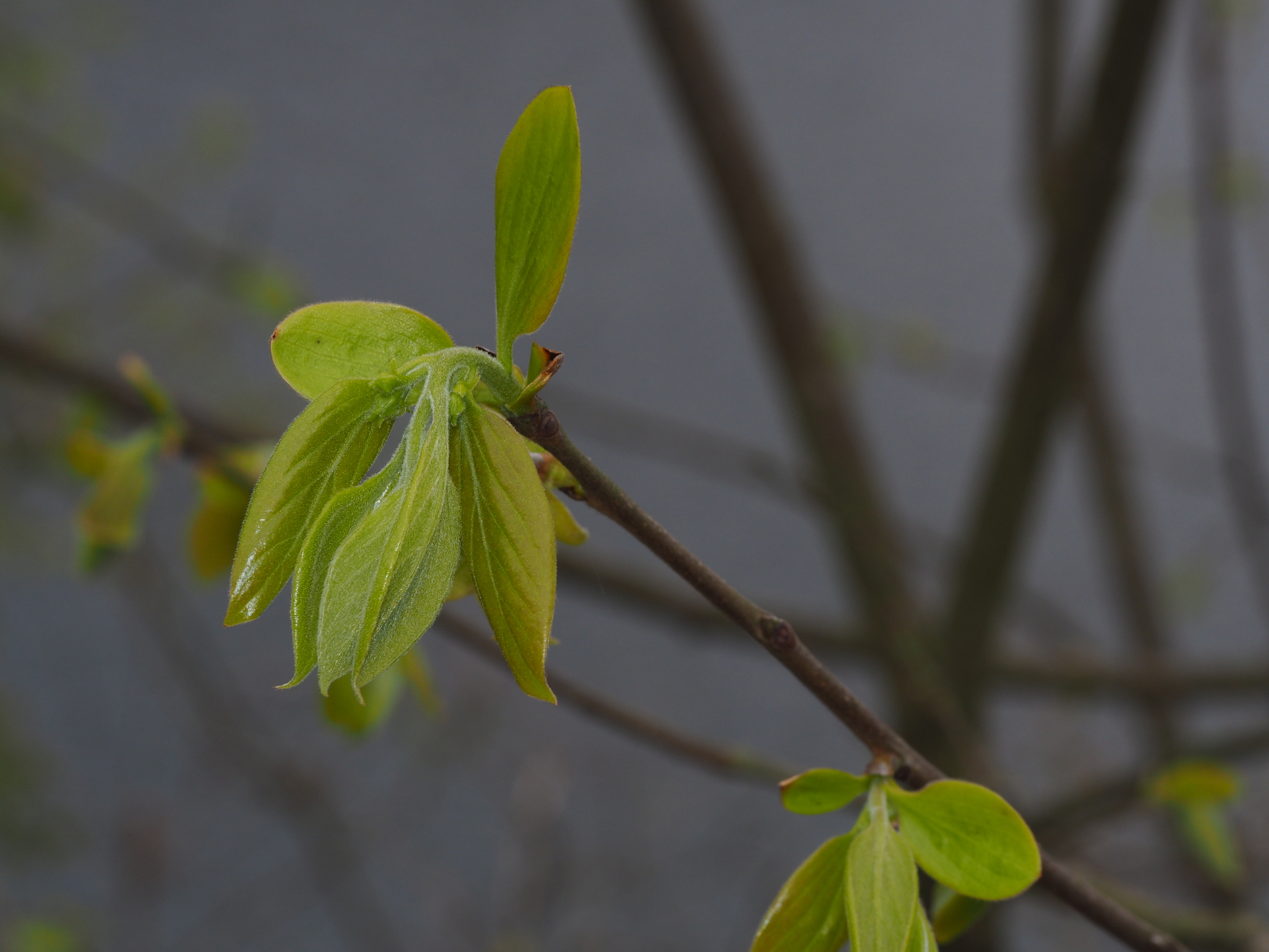 Diospyros kaki