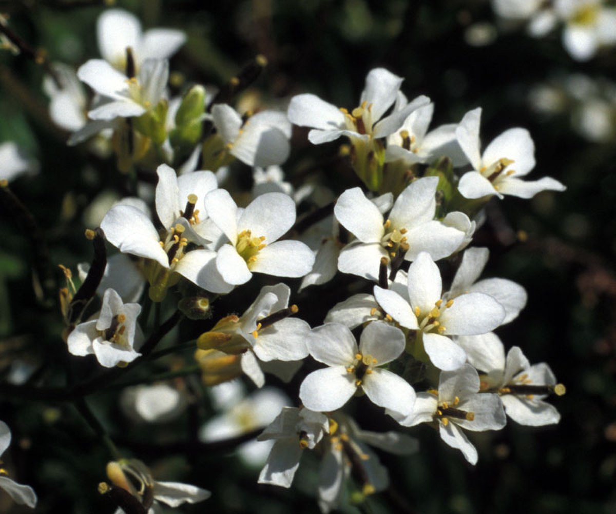 Draba nivalis