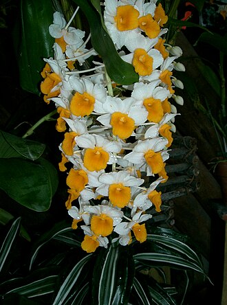 Dendrobium thyrsiflorum