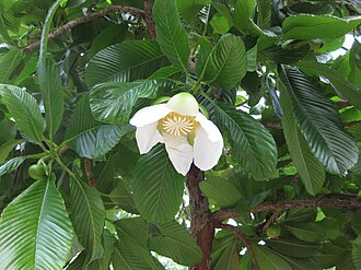 Dillenia turbinata