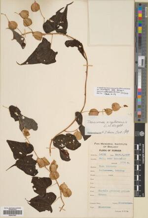 Dioscorea zingiberensis