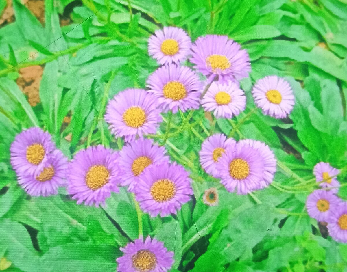 Erigeron breviscapus