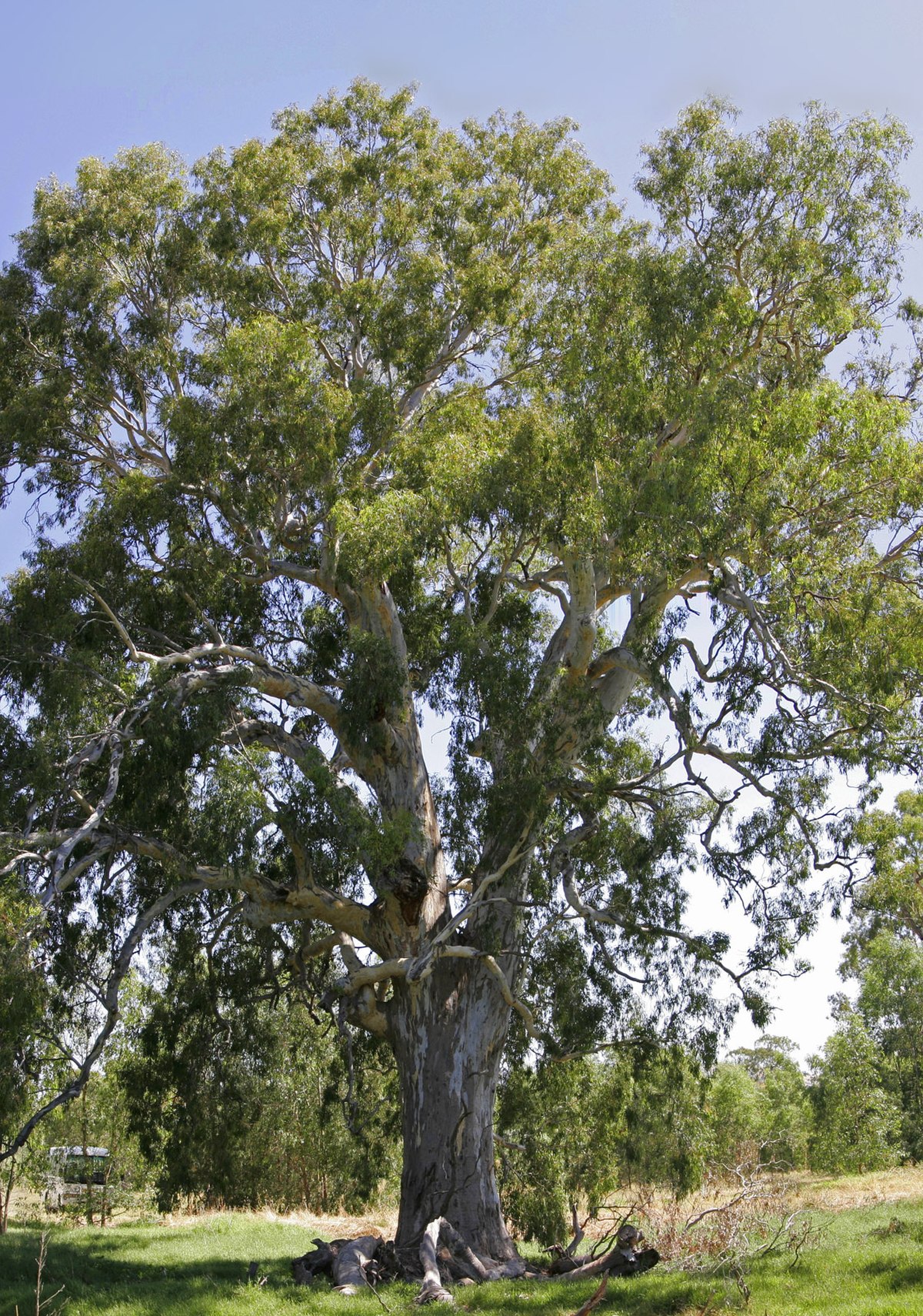 Eucalyptus camaldulensis var. brevirostris