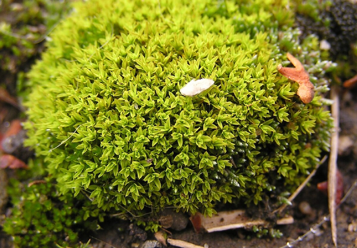 Encalypta ciliata