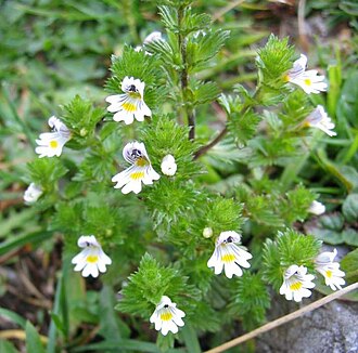Euphrasia