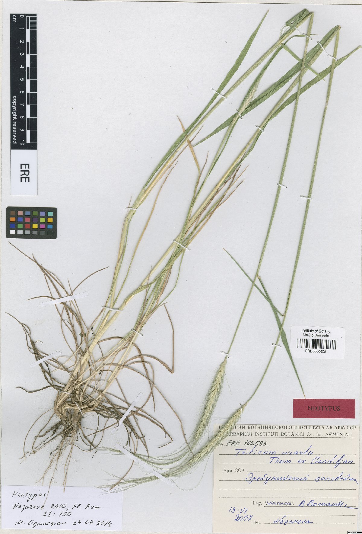 Triticum urartu (alt.)