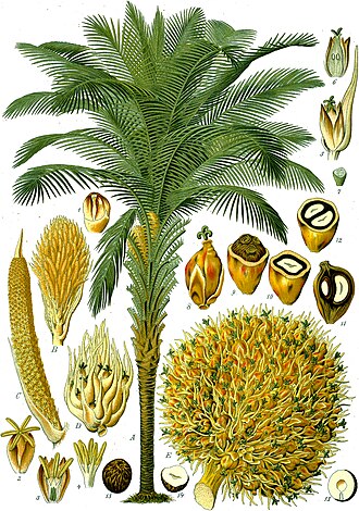Elaeis guineensis