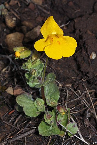Erythranthe guttata