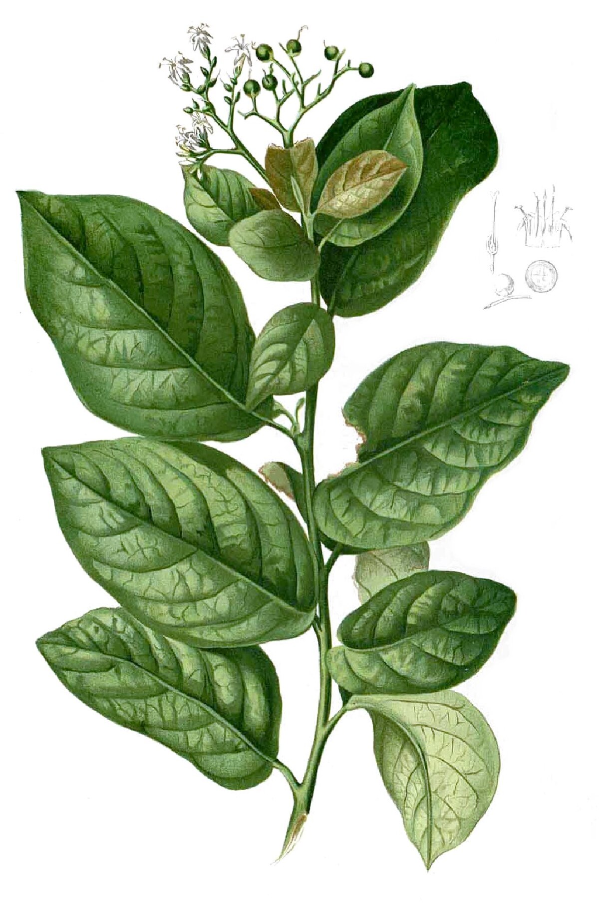 Ehretia macrophylla
