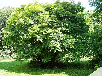 Staphylea