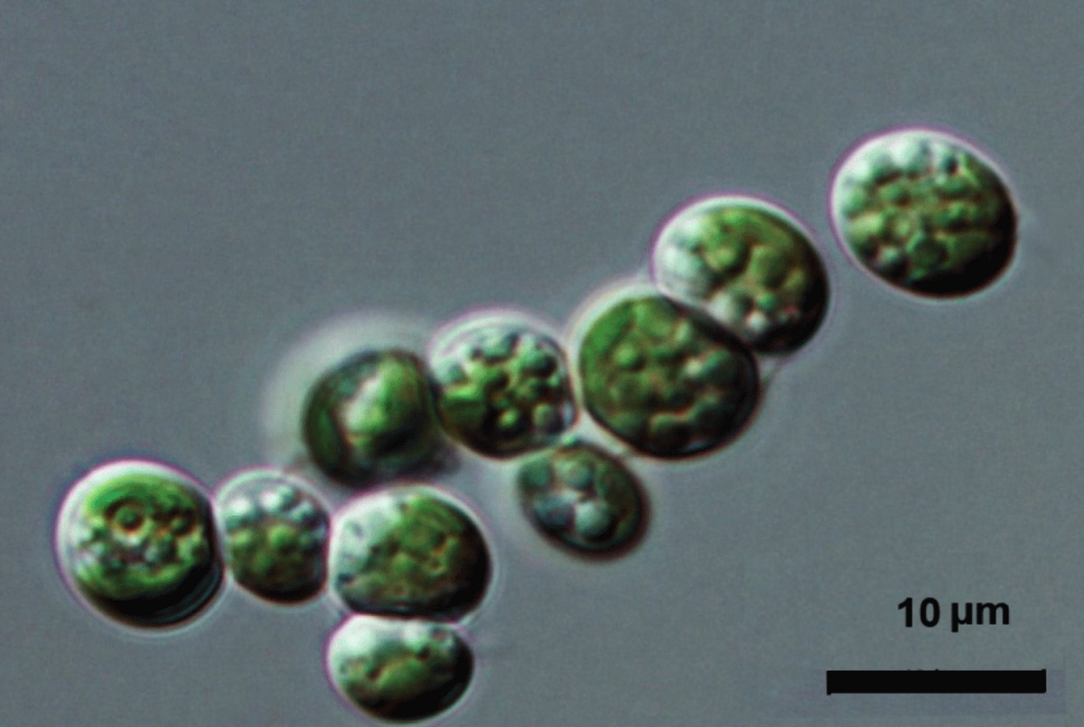 Elliptochloris bilobata