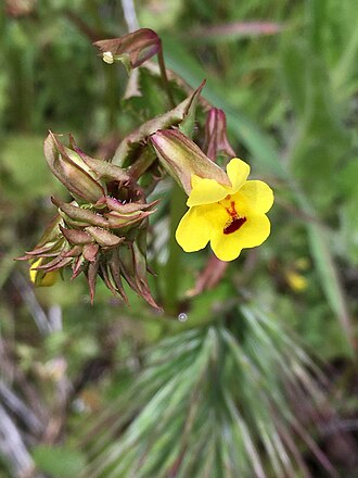 Erythranthe nasuta