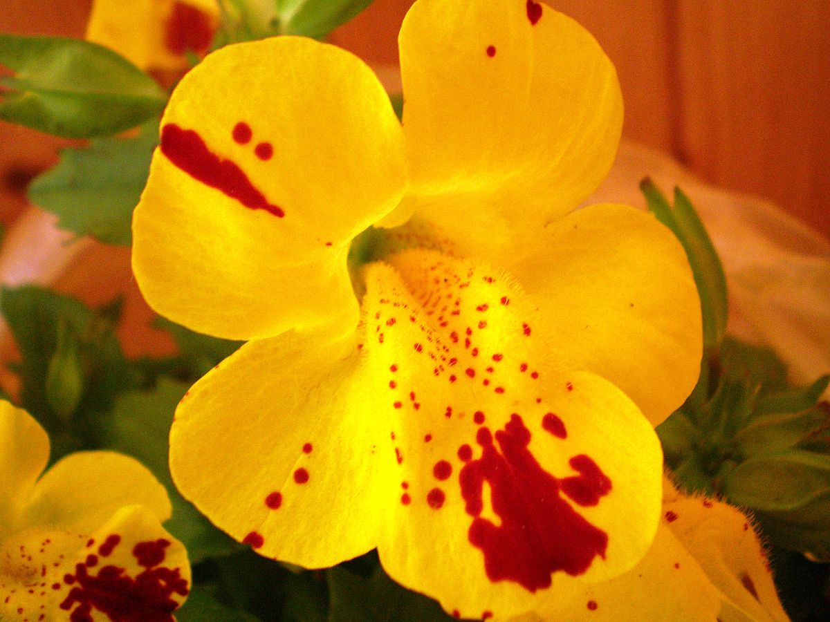 Erythranthe luteus