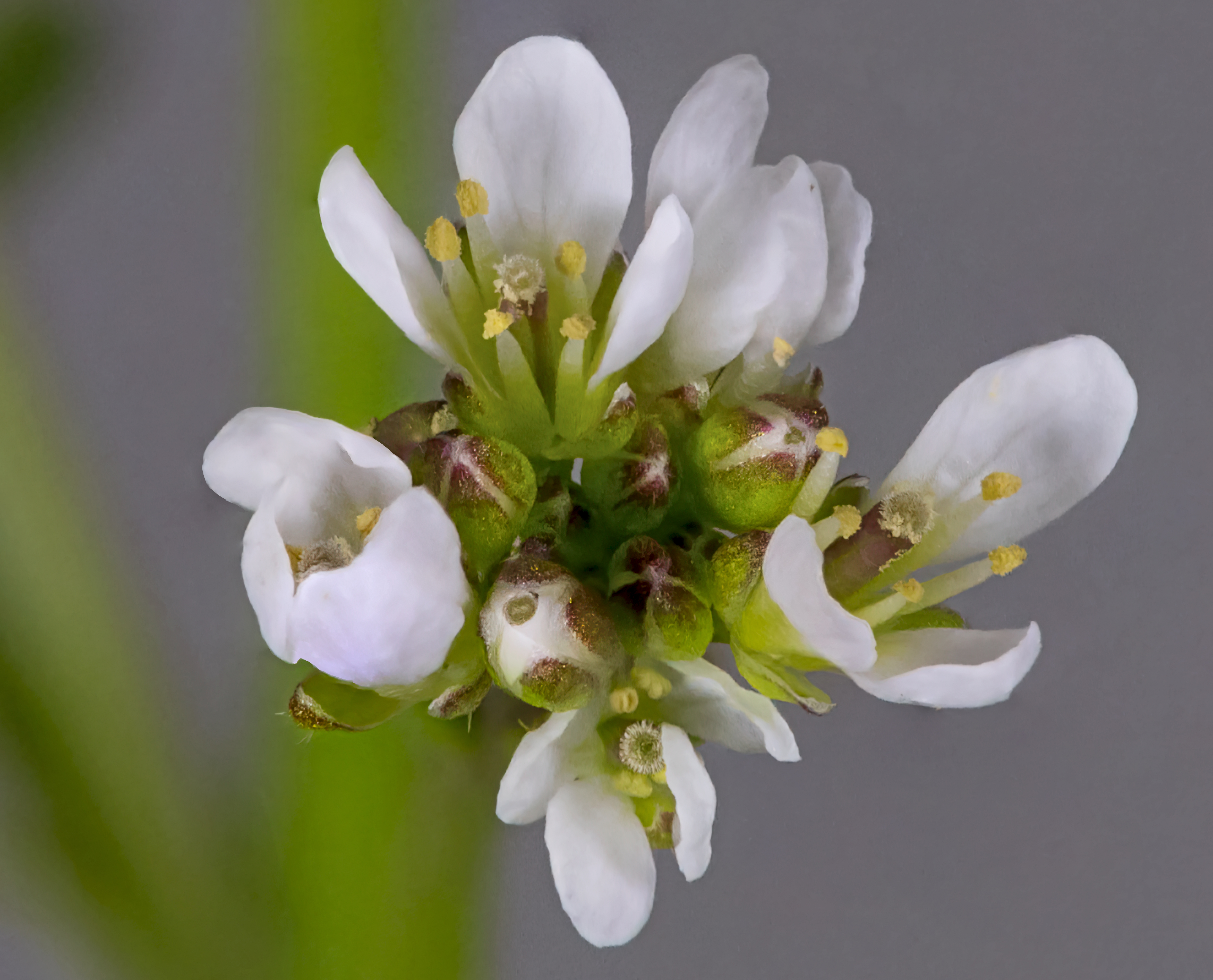 Eutrema salsugineum