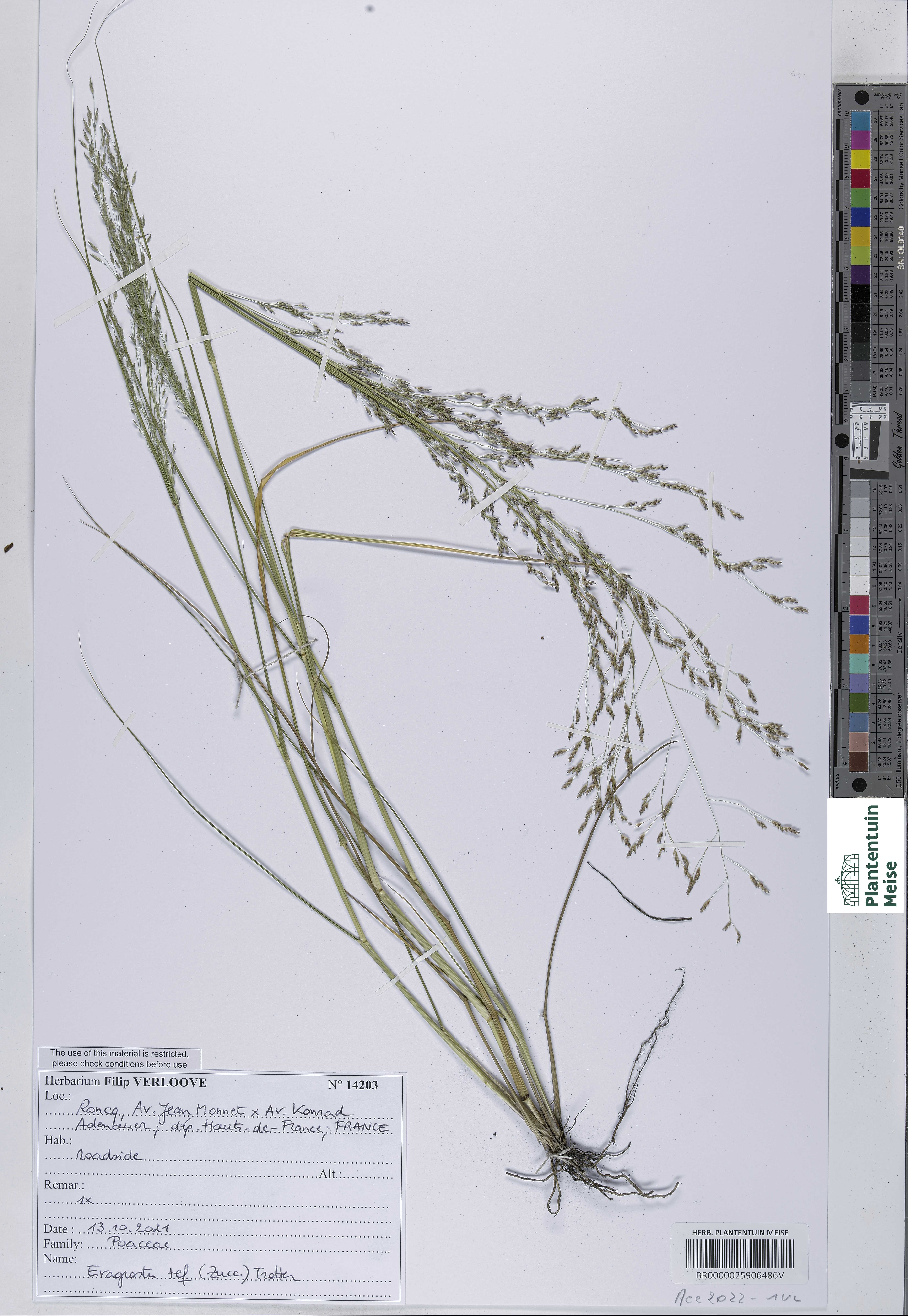 Eragrostis tef