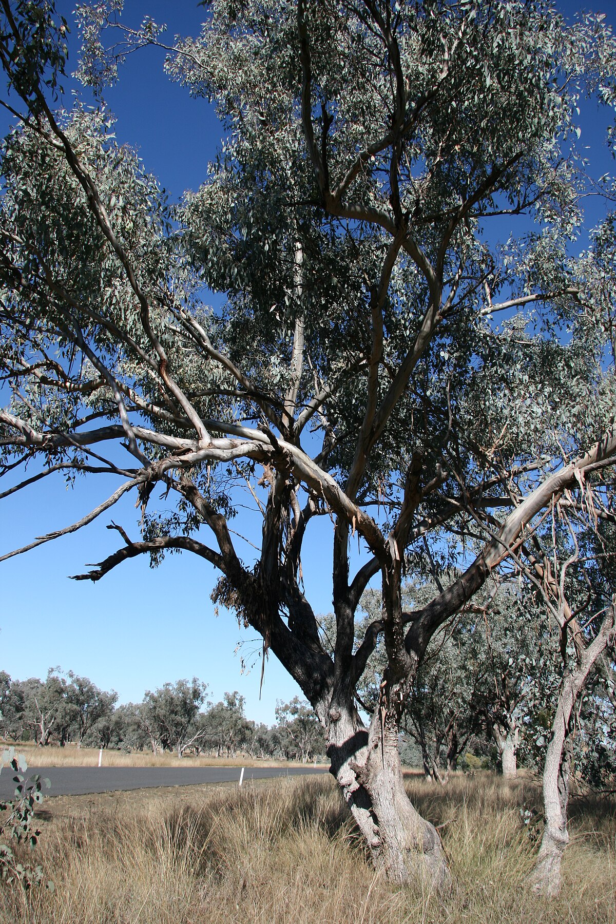 Eucalyptus albens