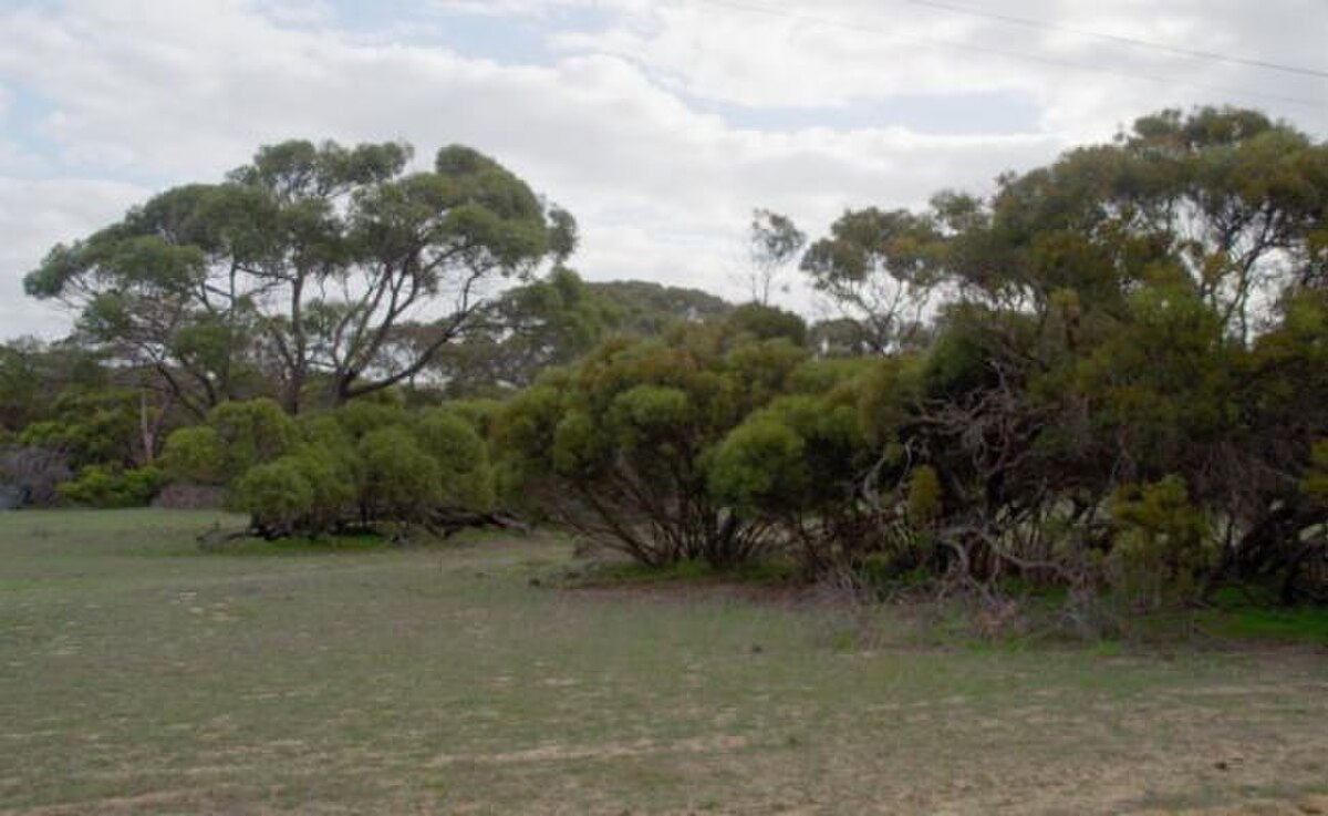 Eucalyptus decipiens