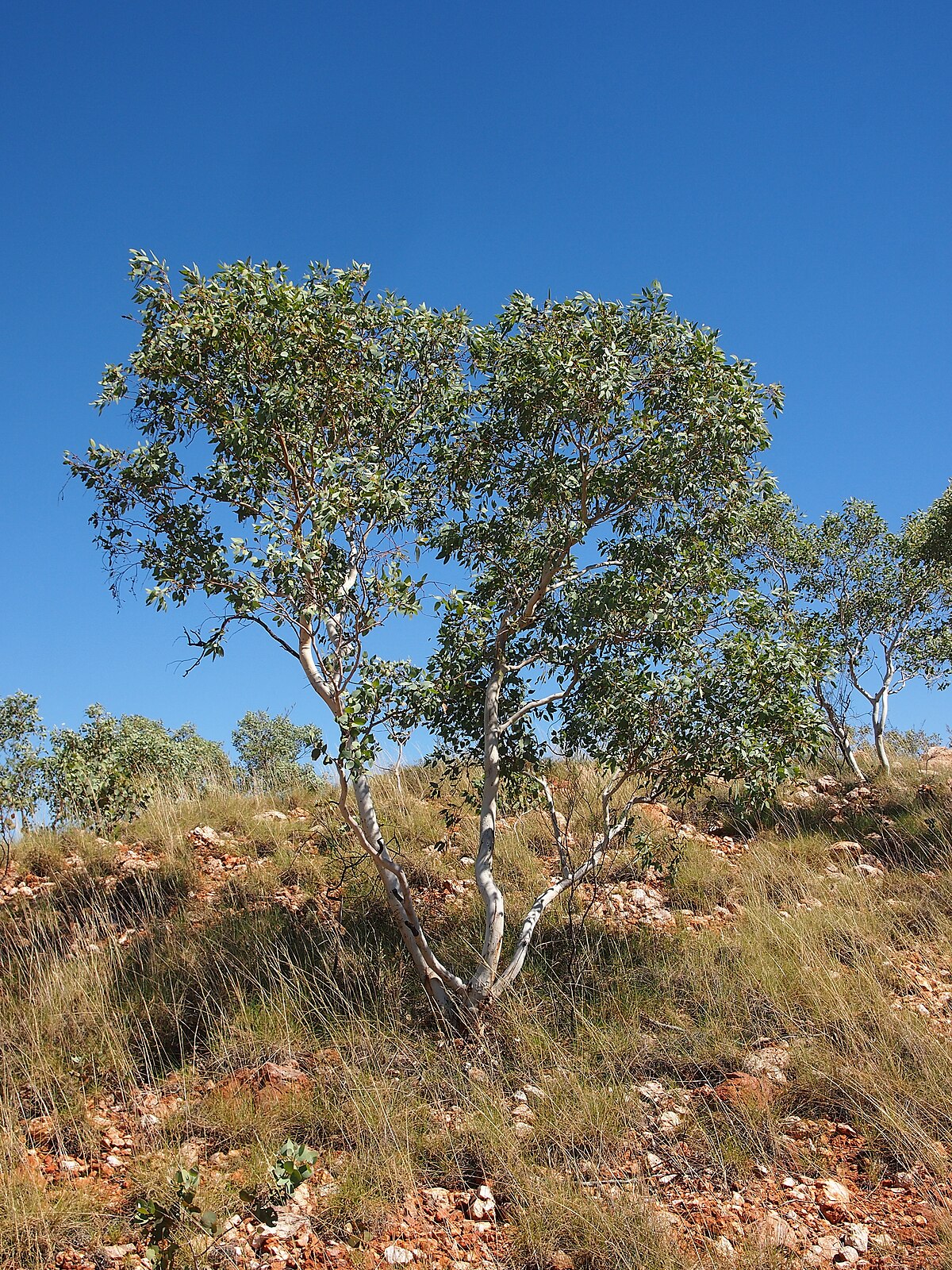 Eucalyptus leucophloia