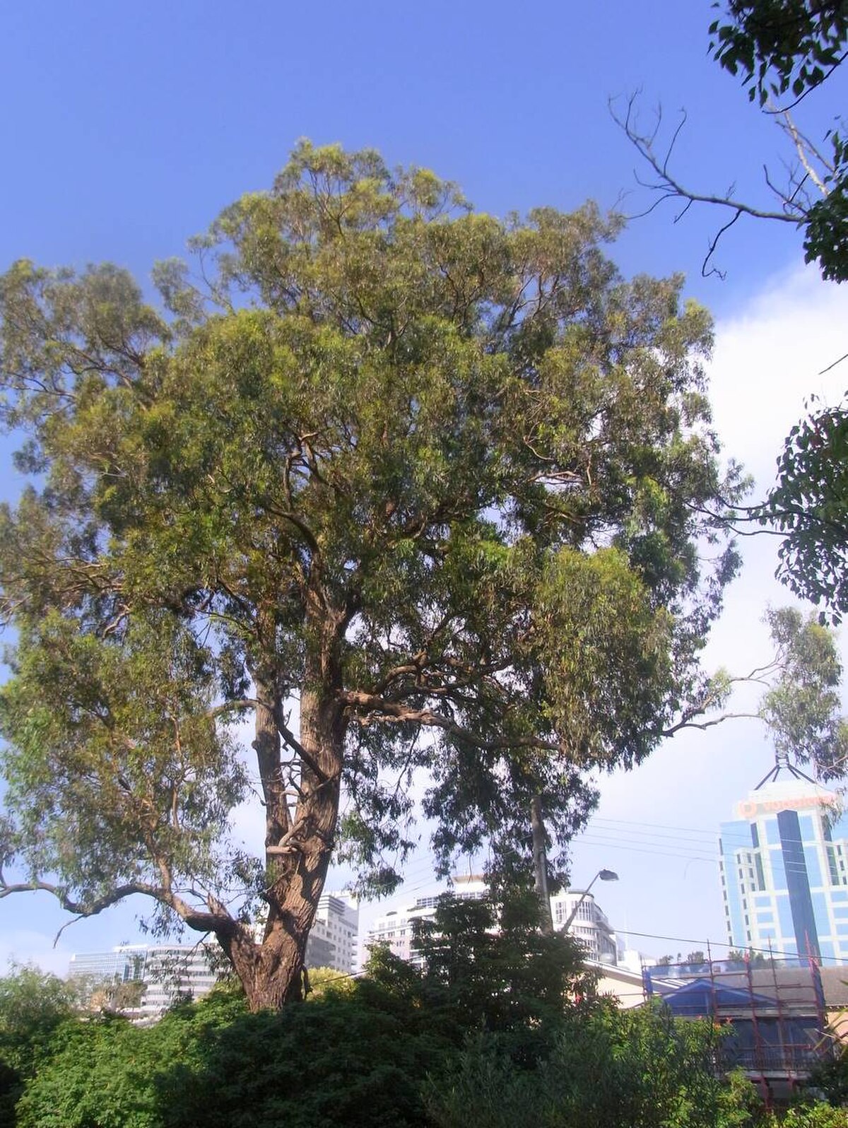 Eucalyptus paniculata