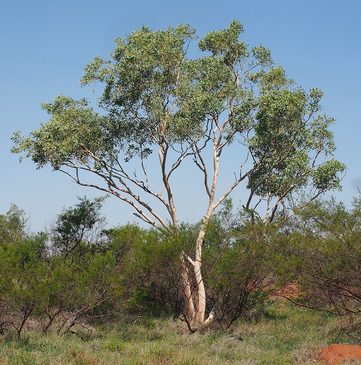 Eucalyptus victrix