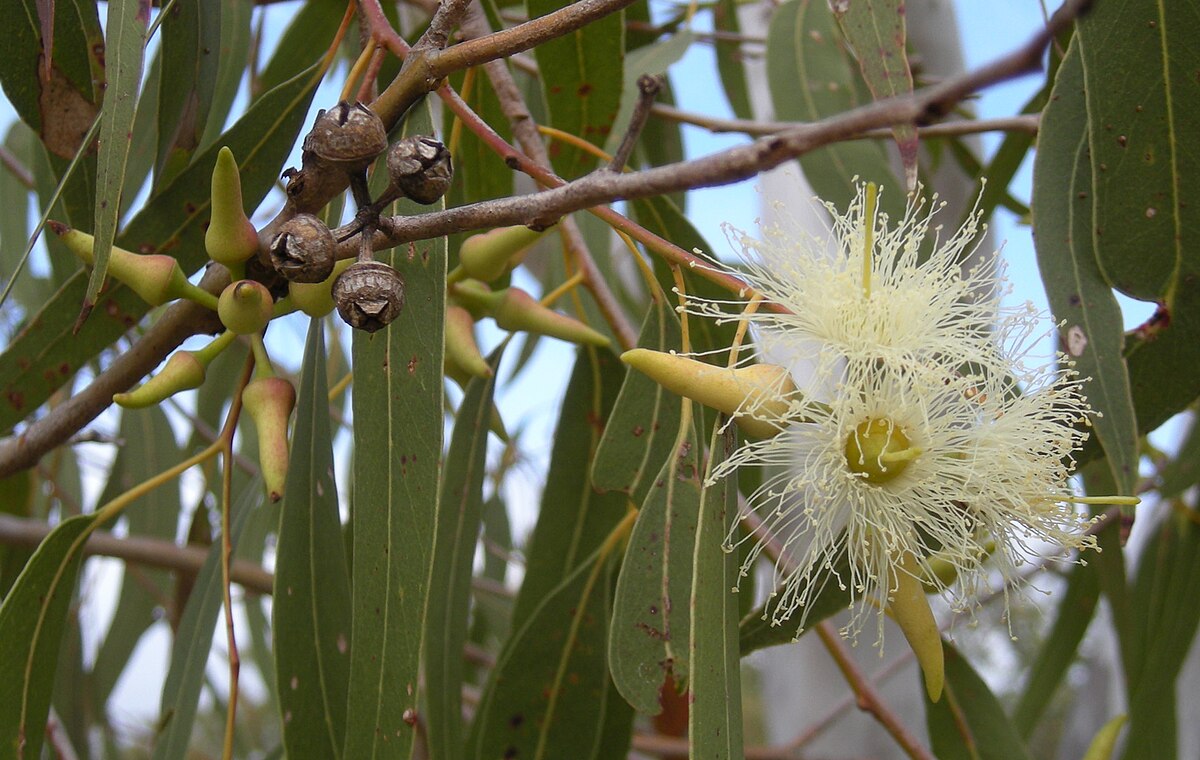 Eucalyptus iridea