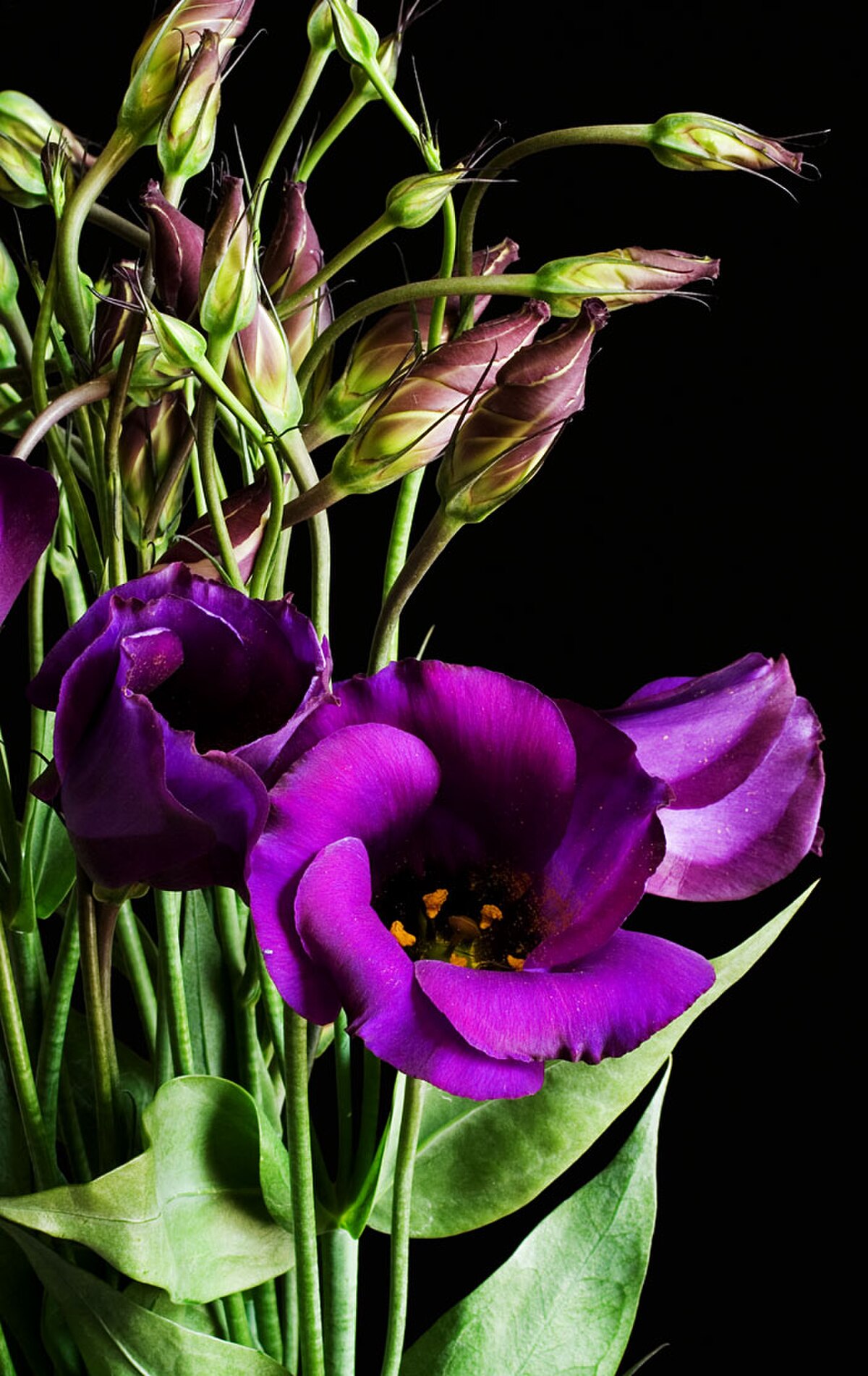 Eustoma grandiflorum