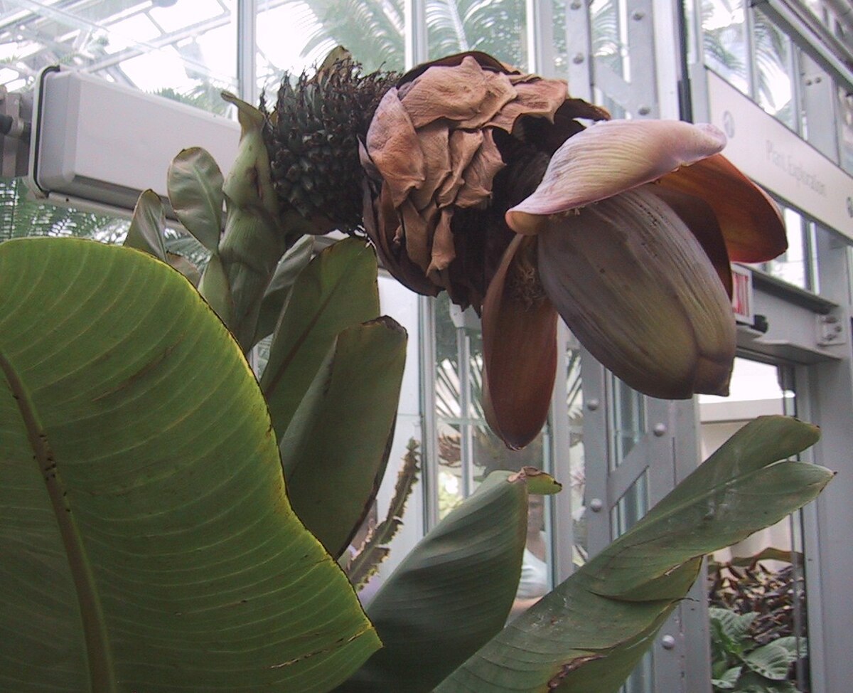 Ensete ventricum
