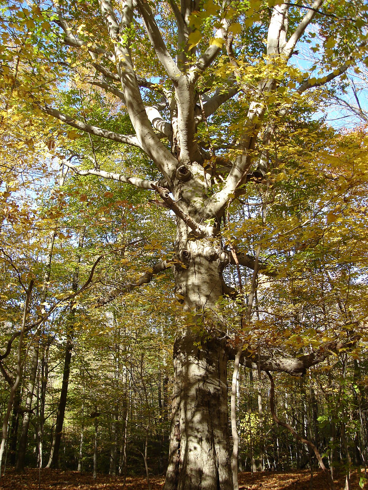 Fagus grandifolia
