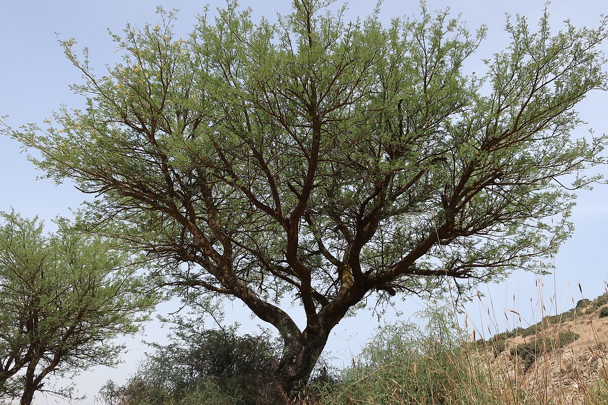 Faidherbia albida