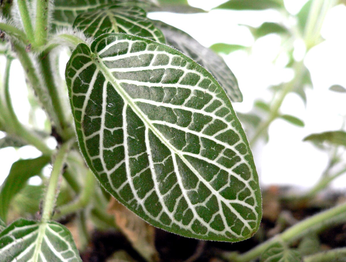 Fittonia albiveins