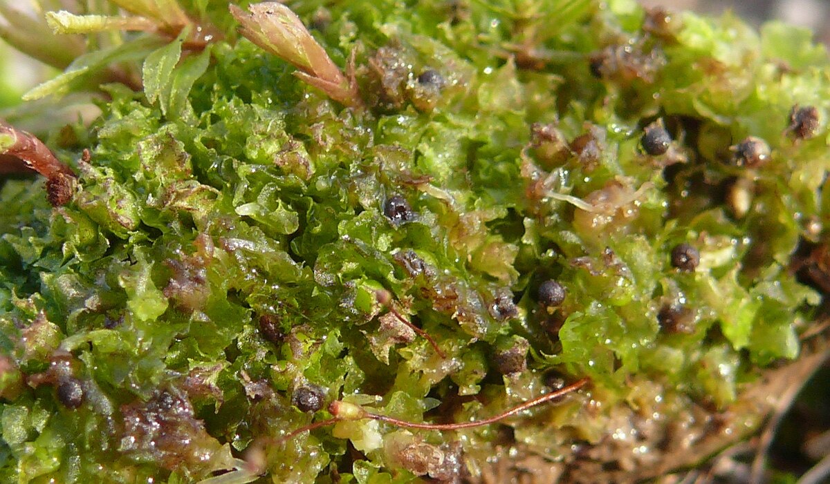 Fossombronia cristula