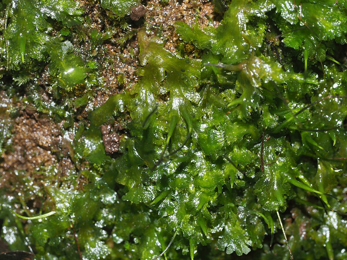 Folioceros fuciformis