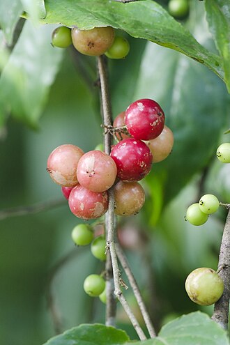 Flacourtia jangomas