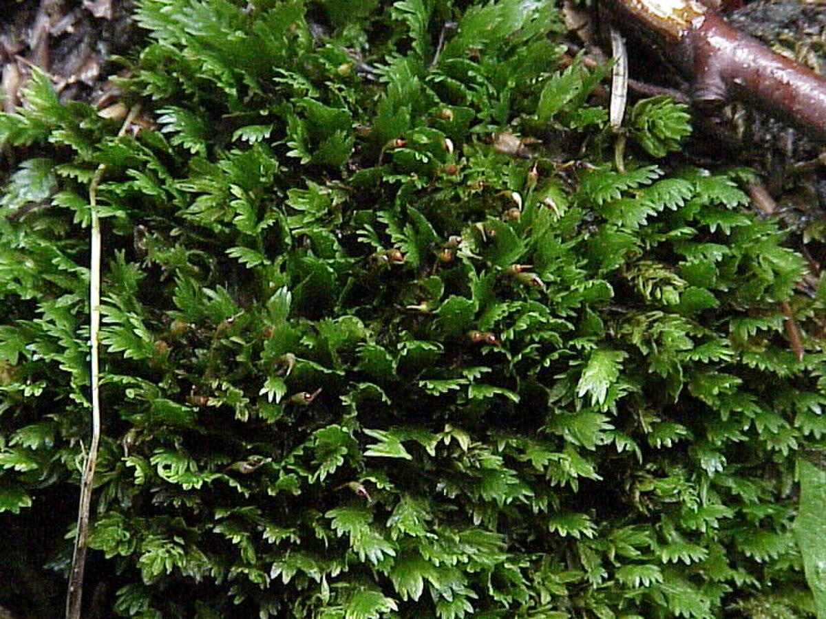 Fissidens javanicus