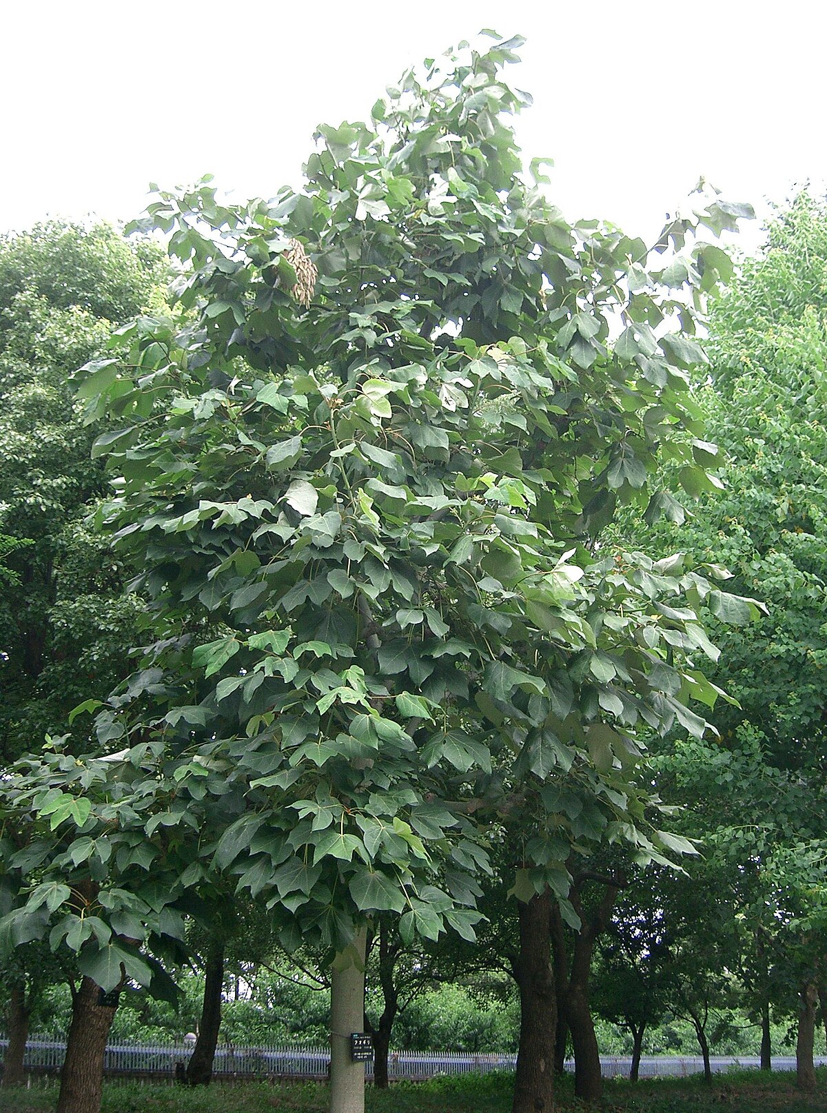 Firmiana kwangsiensis