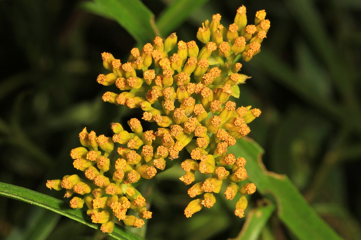 Flaveria linearis