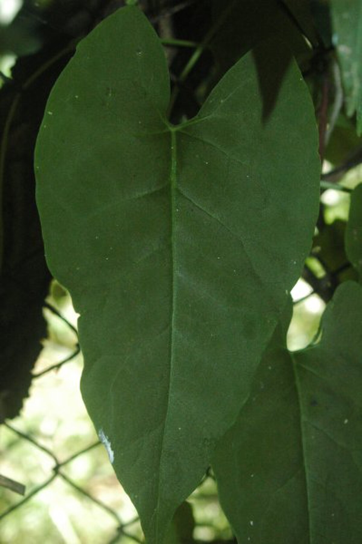 Fallopia multiflora AYY