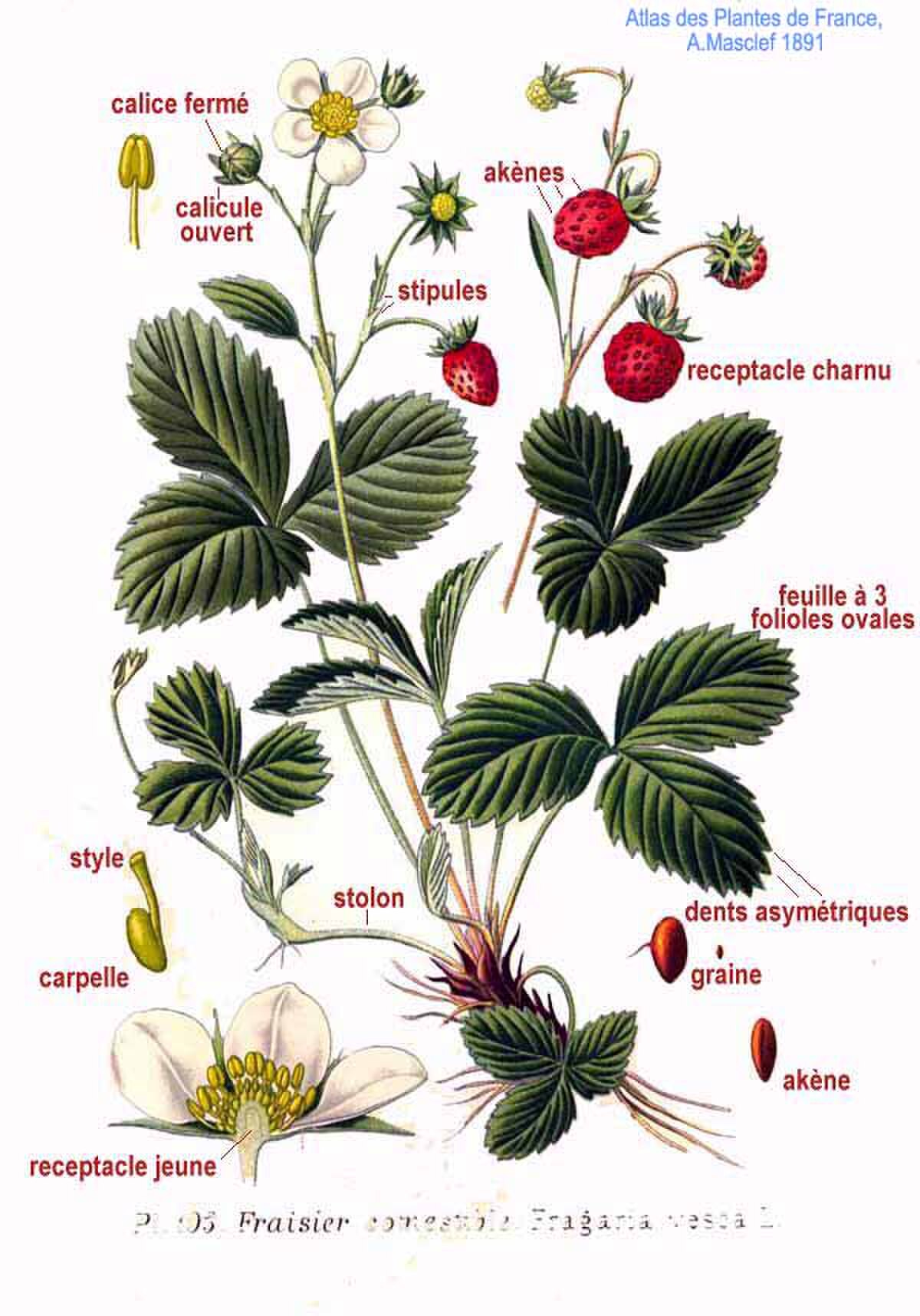 Fragaria x ananassa Benihoppe
