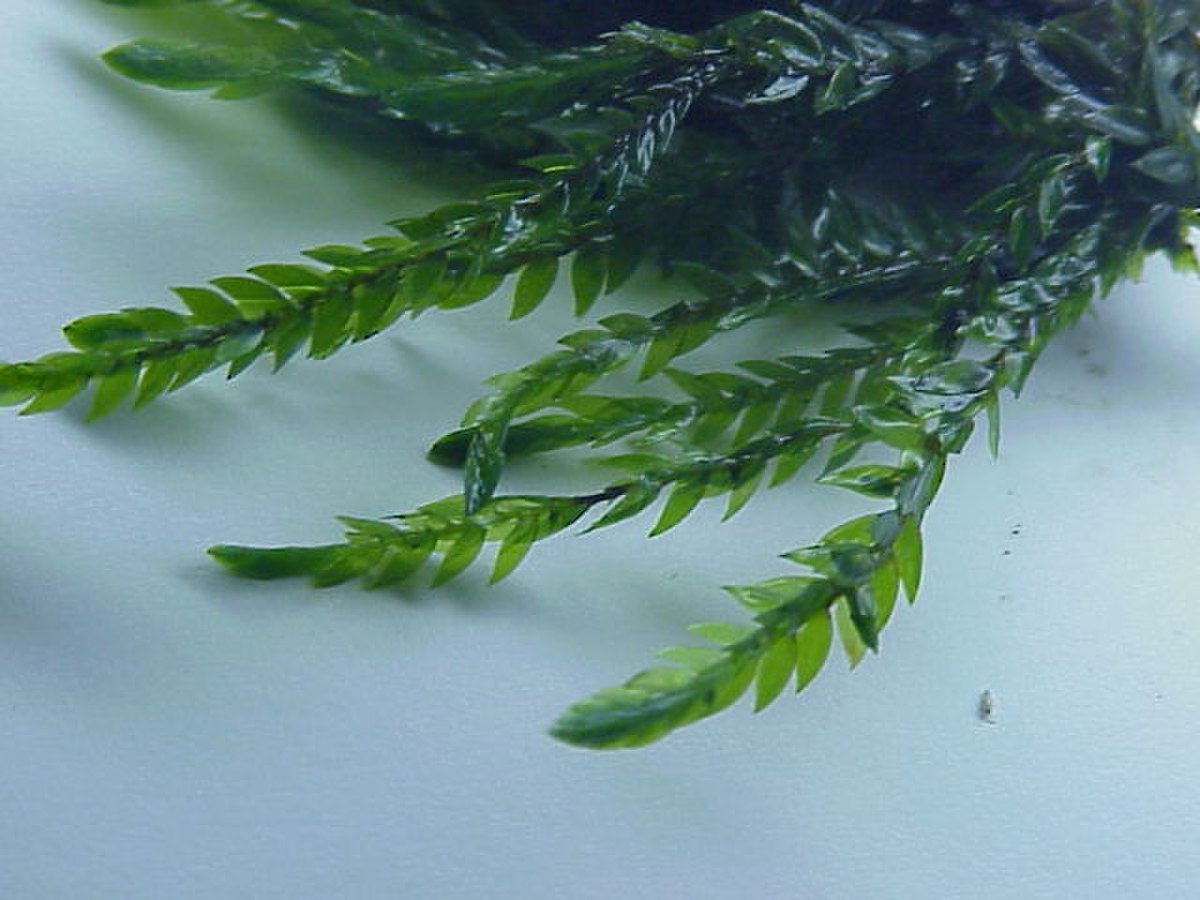 Fontinalis sullivantii