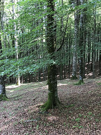 Fagus sylvatica
