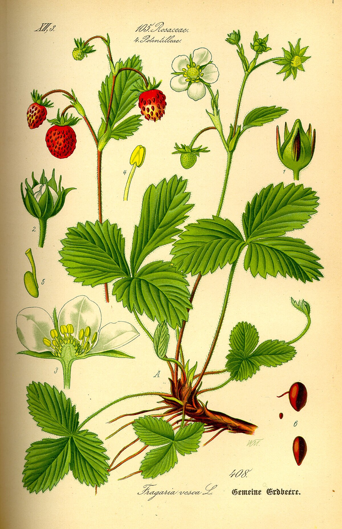 Fragaria vesca Hawaii4