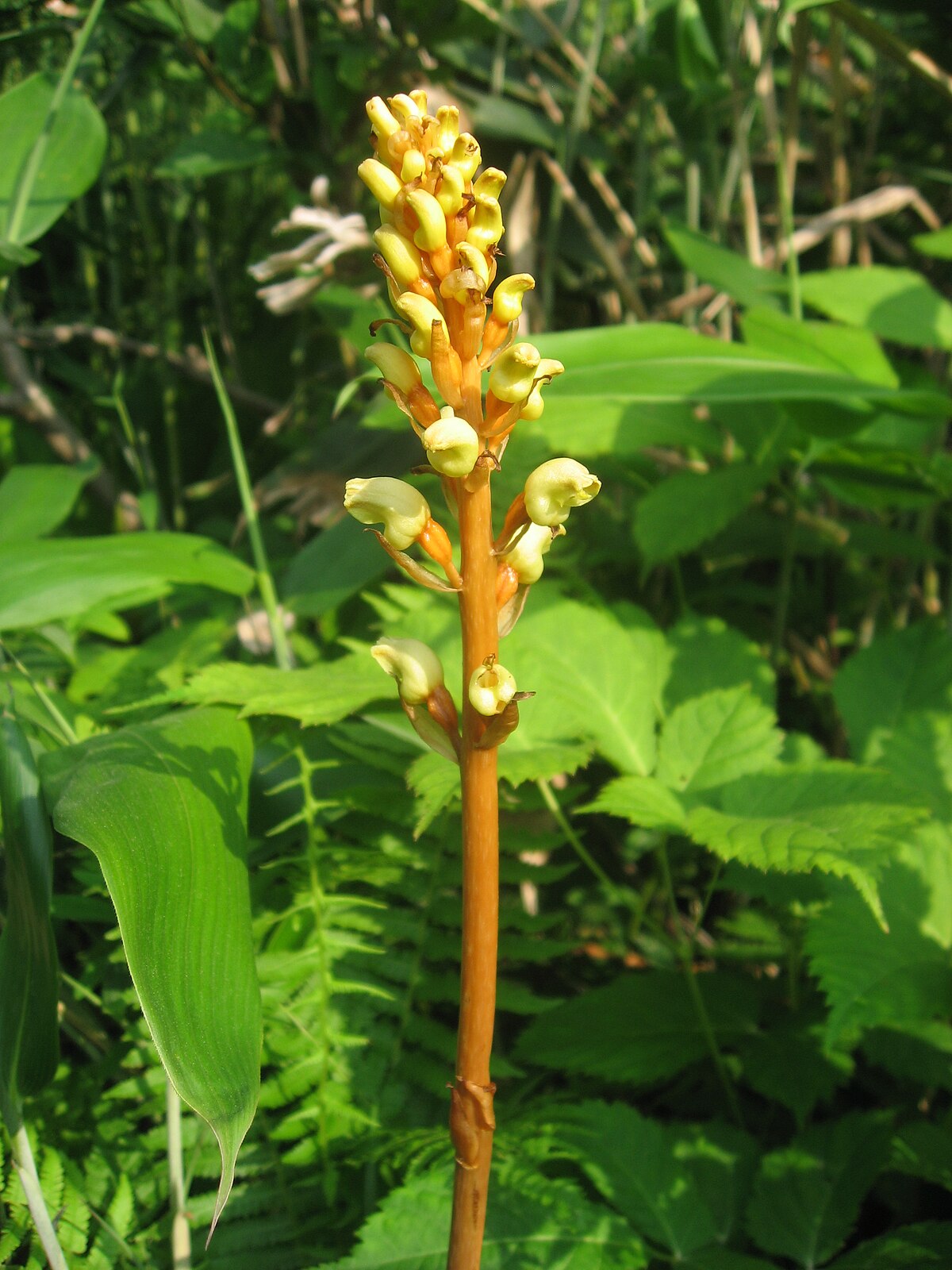 Gastrodia menghaiensis