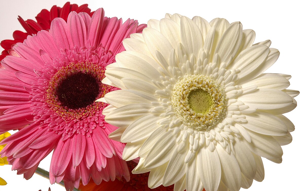 Gerbera hybrida