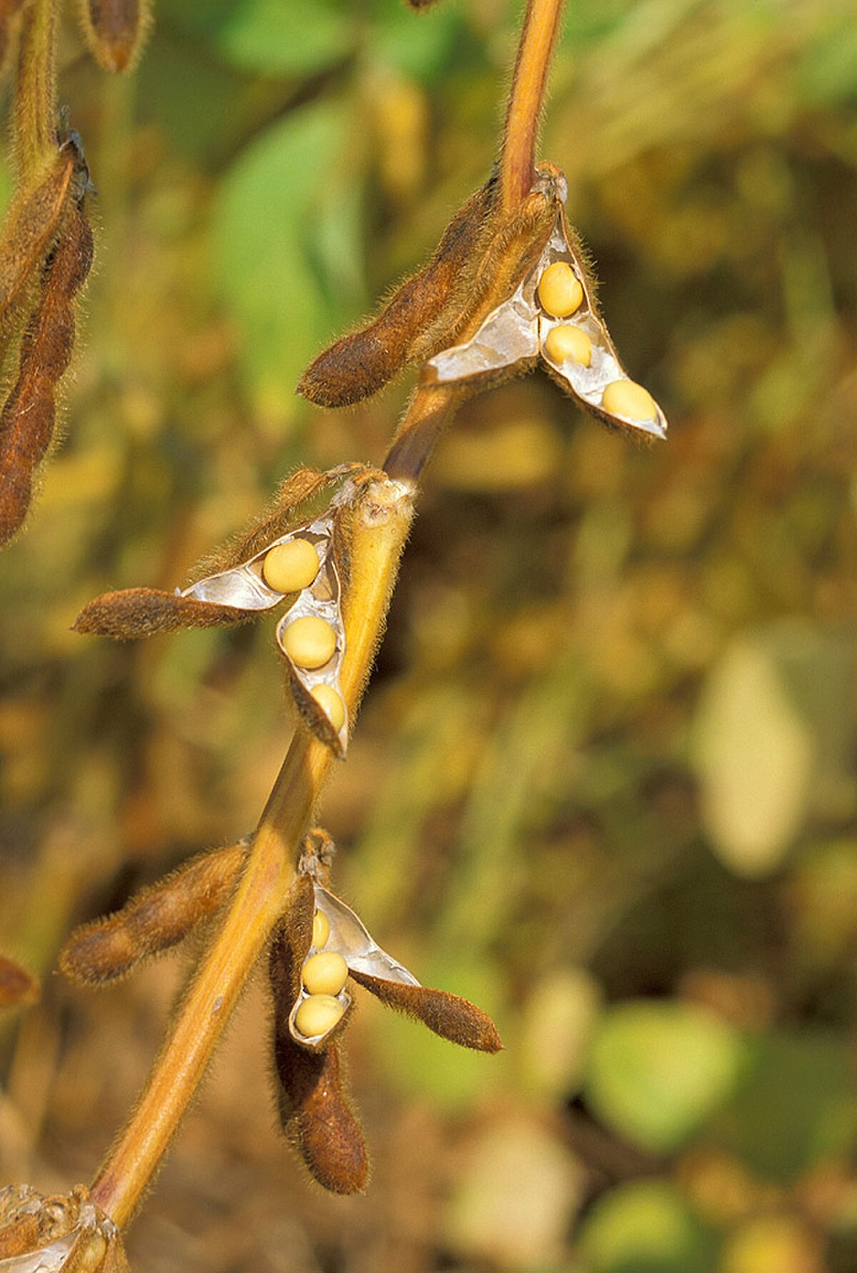 Glycine max