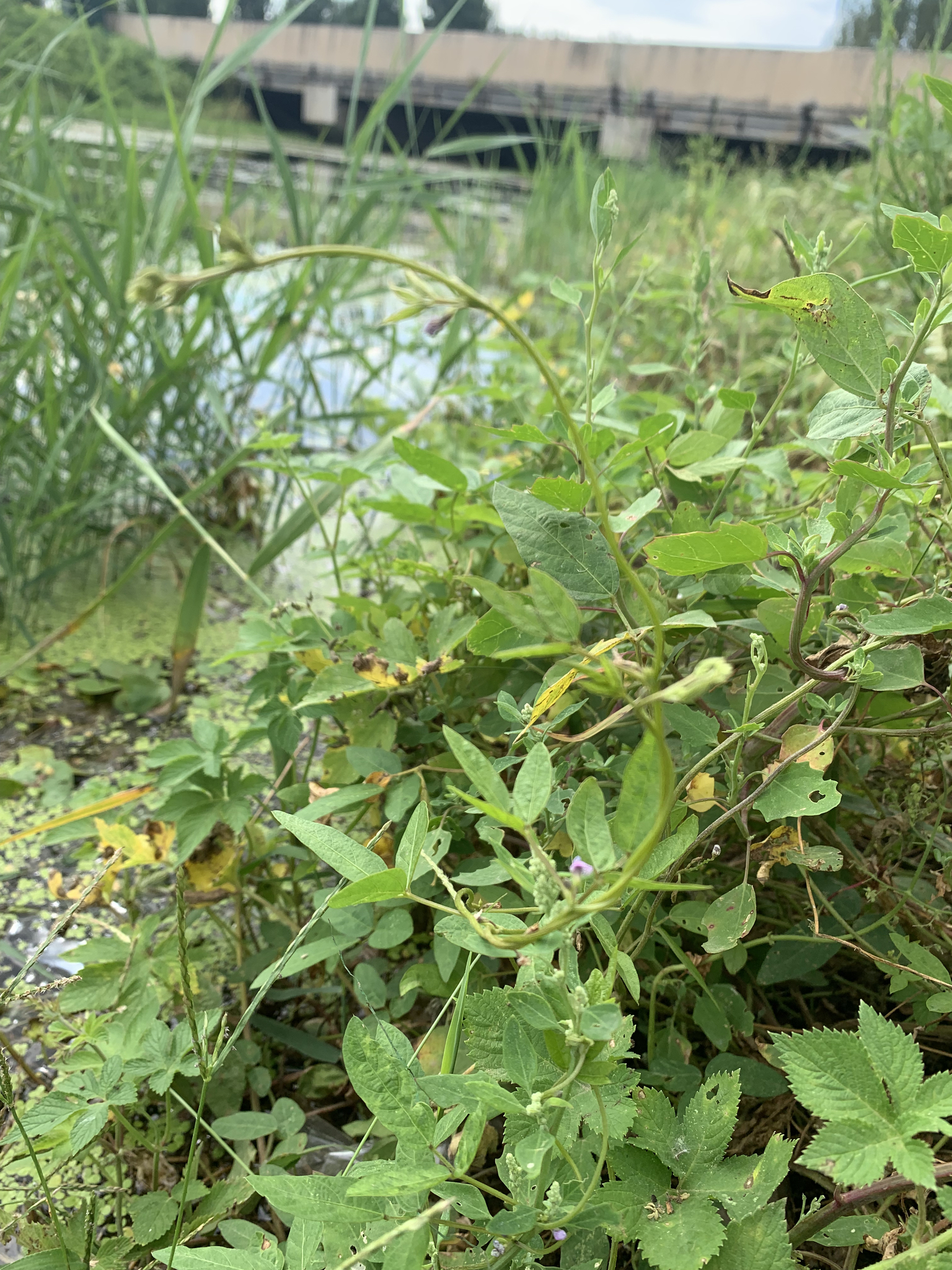 Glycine_max_Yundou1