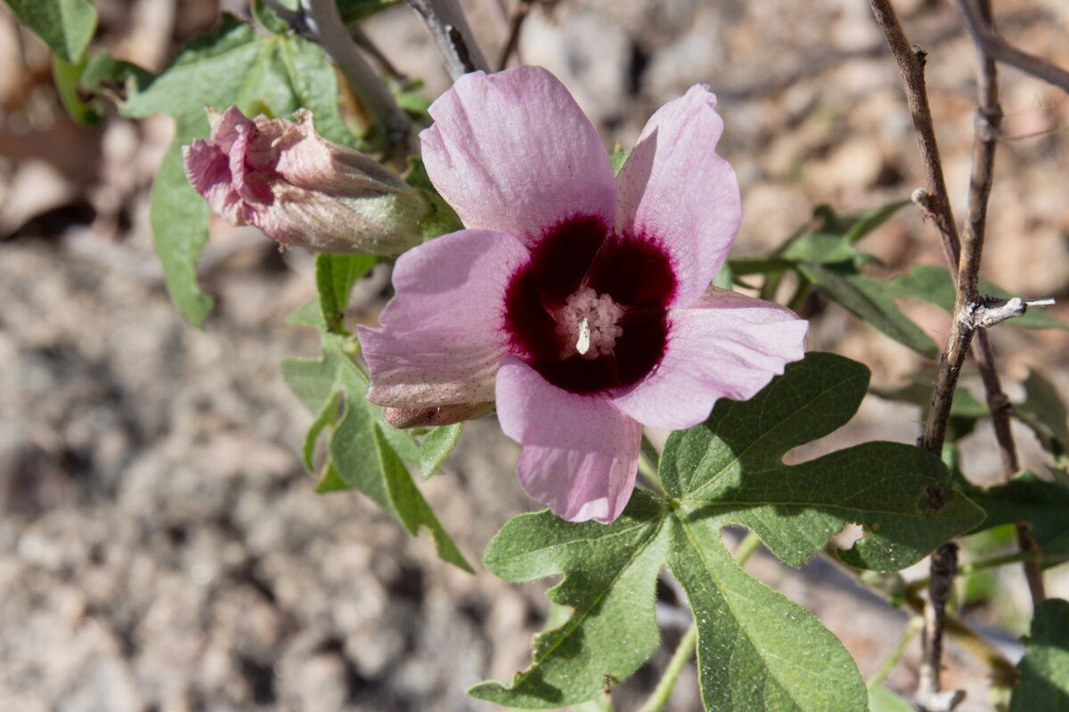 Gossypium anomalum