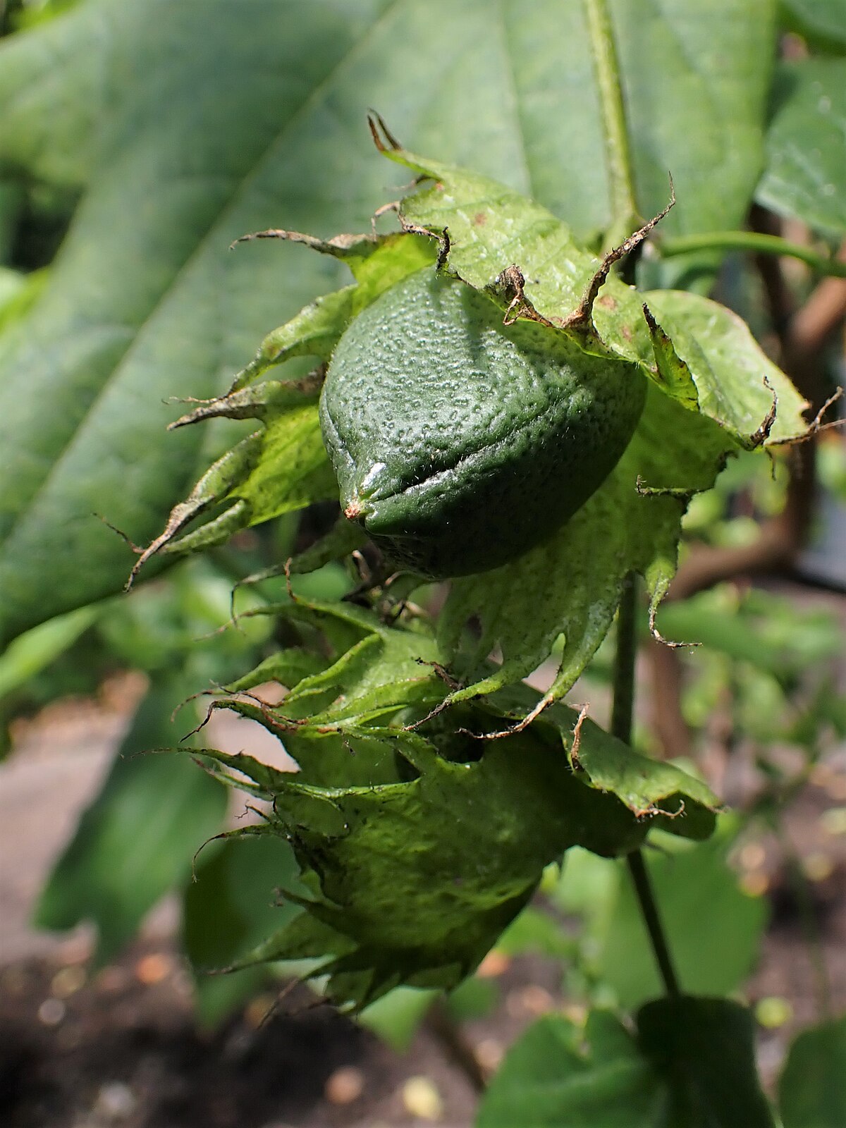 Gossypium raimondii